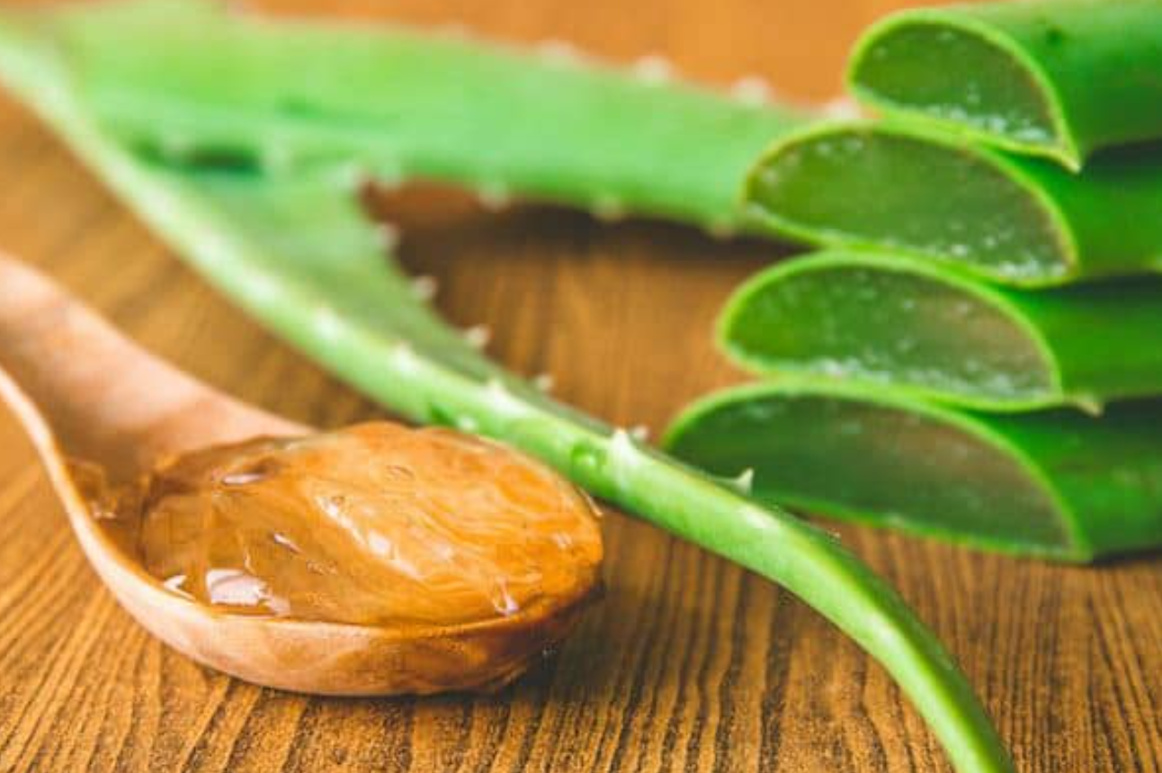 edible aloe vera plant Aloe, Edible – Sarvodaya Institute