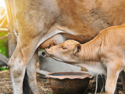 Immunerősítő colostrum: a legjobb természetes védelem mindenkinek!