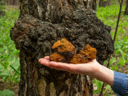 chaga gomba
