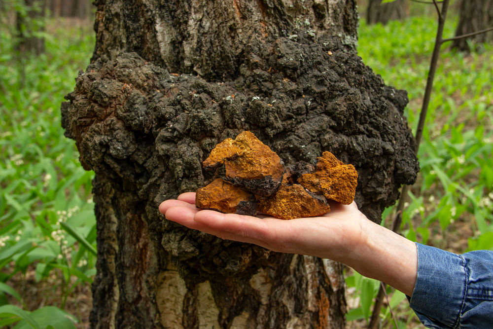 chaga gomba