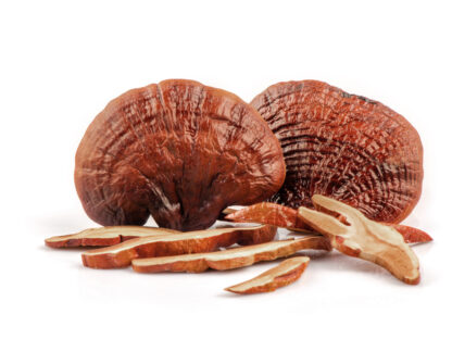 ganoderma